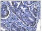 Anti-Ki67 Antibody Picoband™ (monoclonal, 5E12)